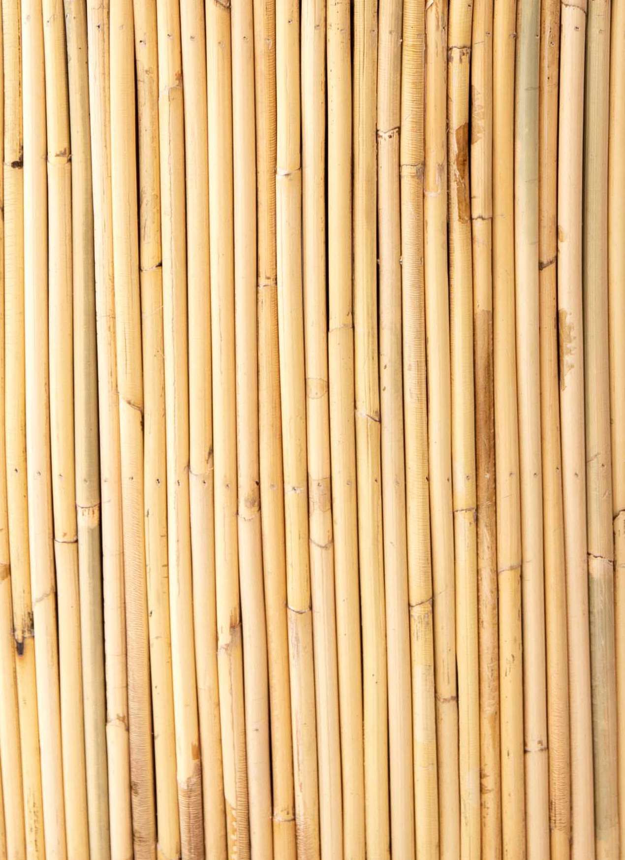 Rotan van dichtbij
