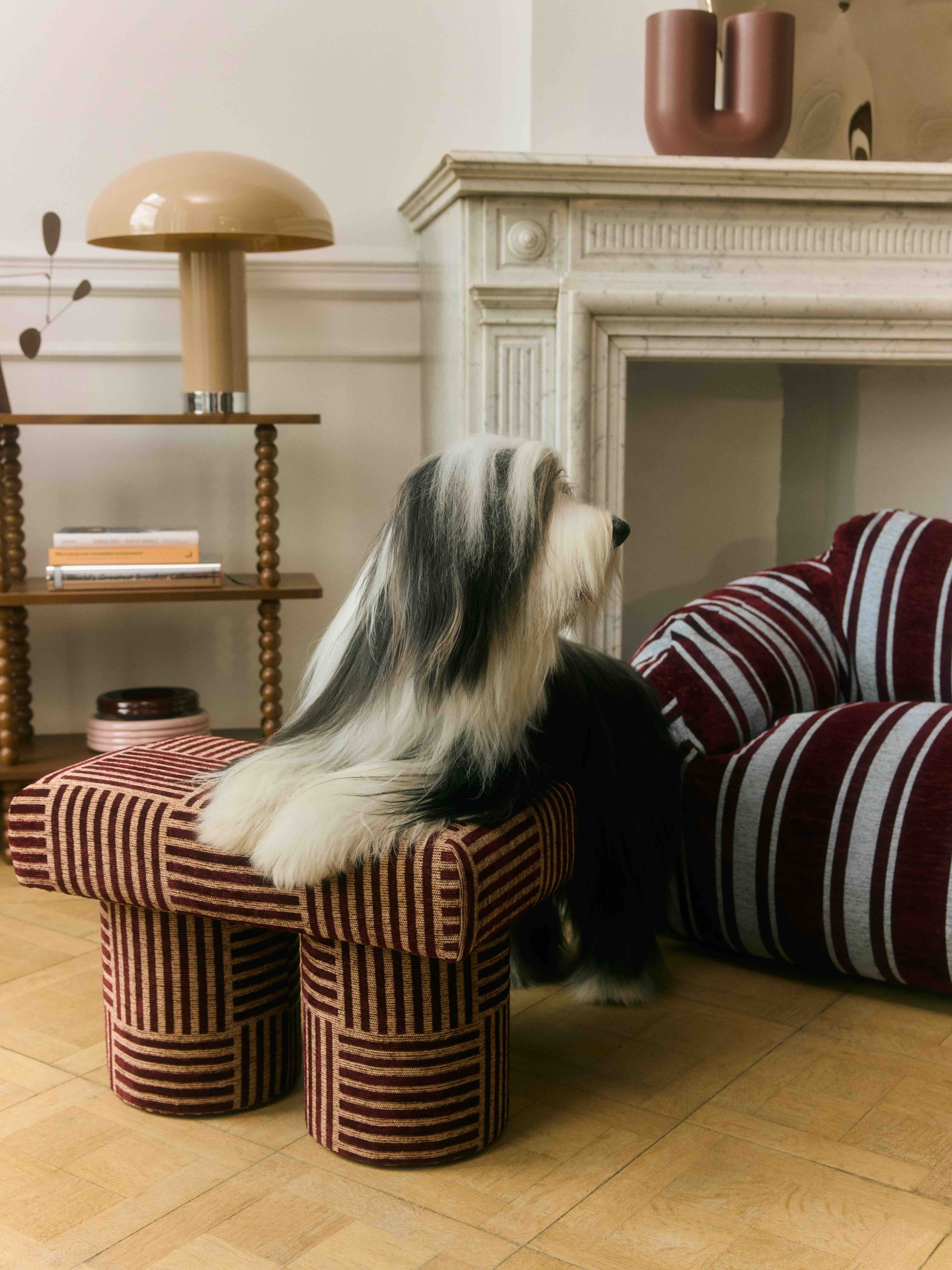 Hond met voorpoten op kleurrijke poef