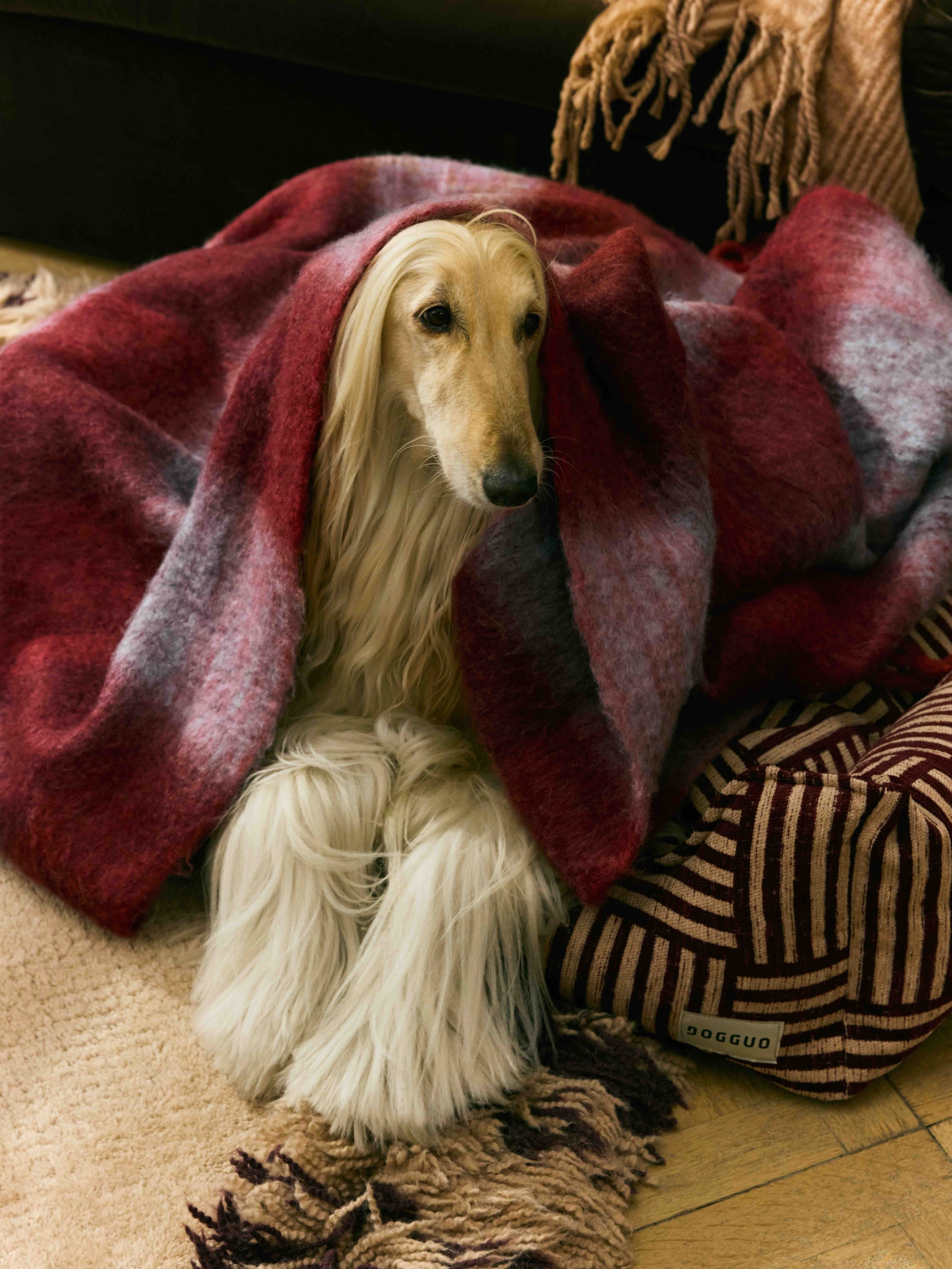 hond zit in mand met plaid eroverheen