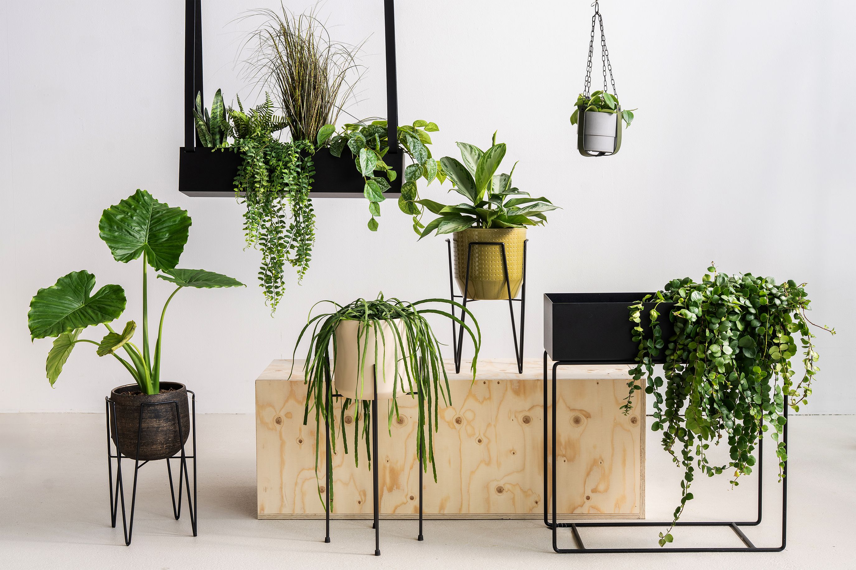 Loods 5 assortiment plantenstandaards en hangers