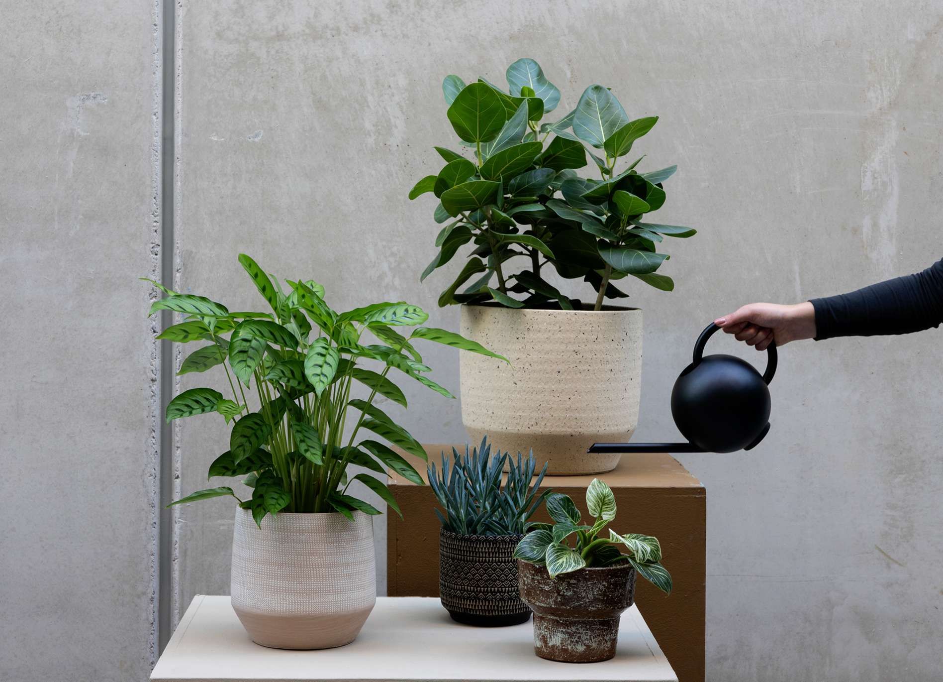 Verschillende binnenplanten in pot die water krijgen