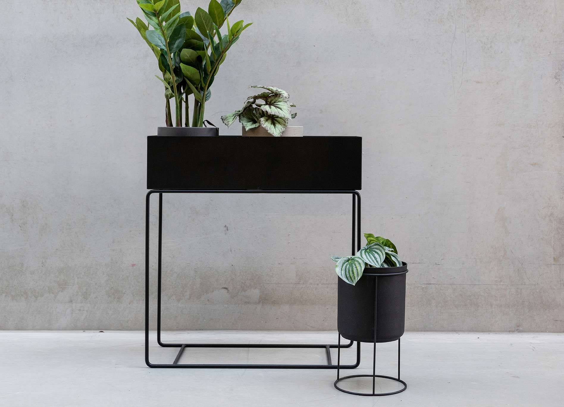 Zwarte metalen plantenstandaards met planten