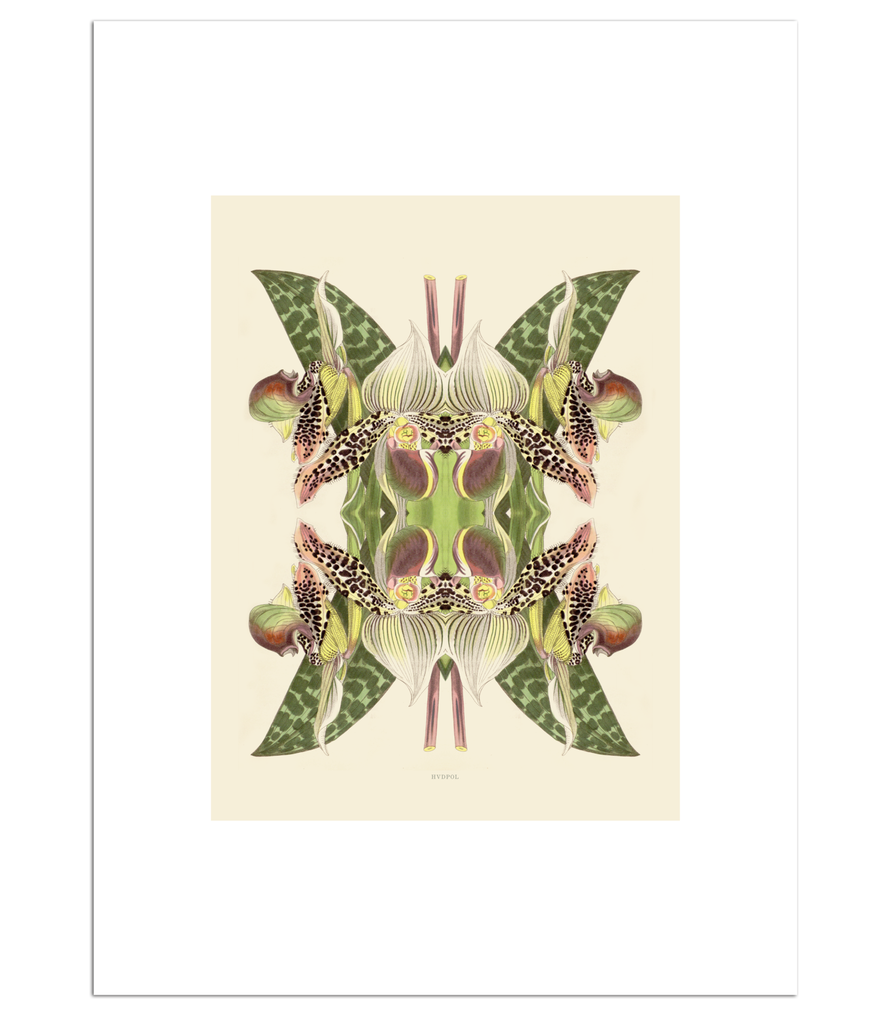 Print Tiger Lily Magic
