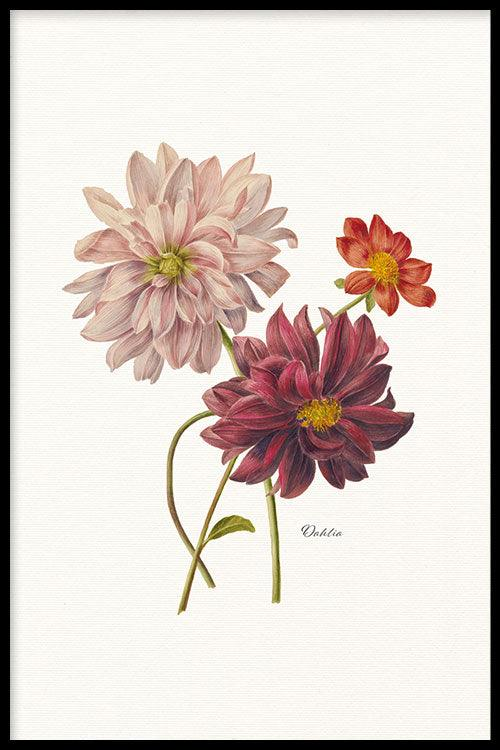 Walljar poster ingelijst - Dahlia