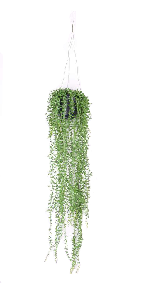 Kunst hangplant