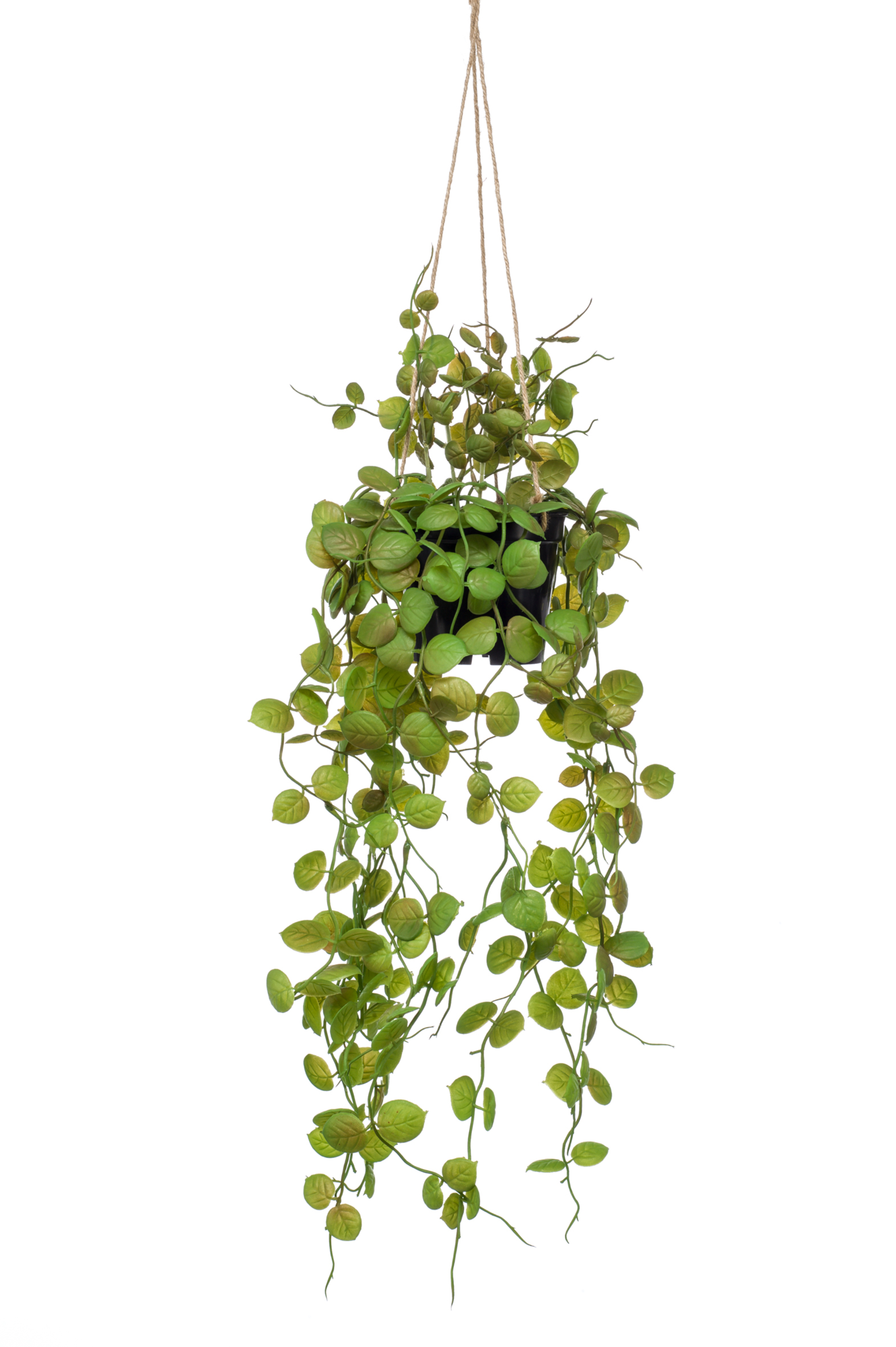 Kunst hangplant