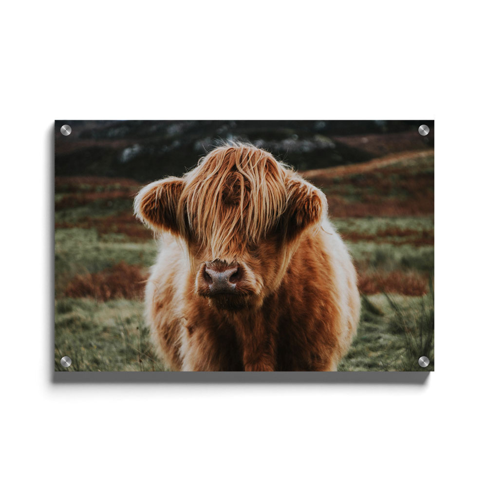 Walljar plexiglas schilderij - Schotse Hooglander