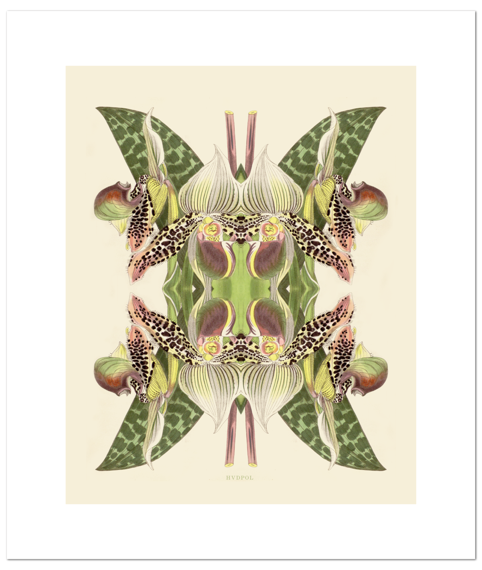 Print Tiger Lily Magic