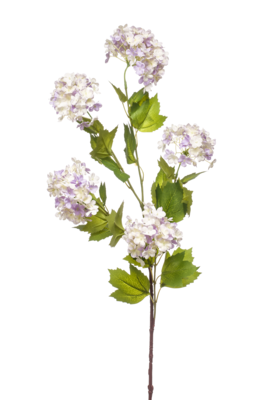 Viburnum spray blue