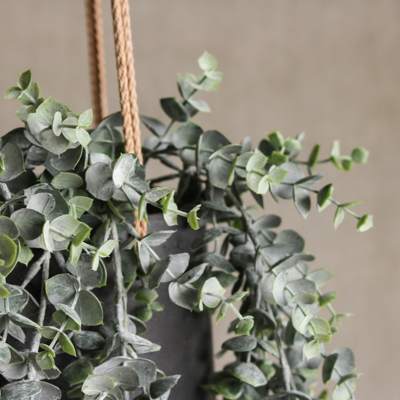 Kunst hangplant Eucalyptus