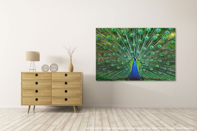Canvas schilderij Pauw