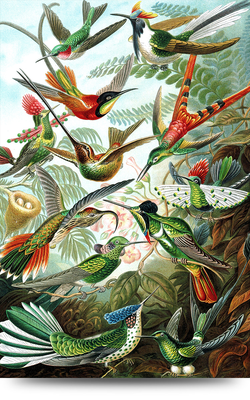 Schilderij alu-art - Kolibrie van Haeckel