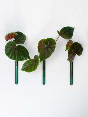 Muurbloempjes - set van 3