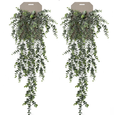 Kunst hangplant Eucalyptus