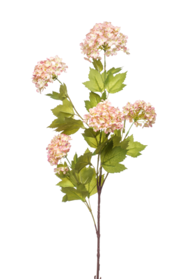 Viburnum spray pink