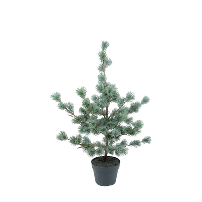 Kunst Larix boom kerst