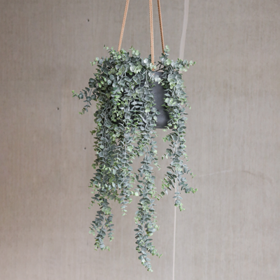 Kunst hangplant Eucalyptus
