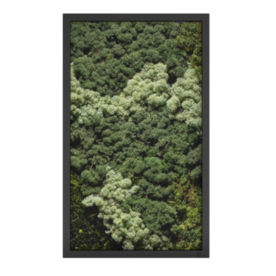 MOS Collectie schilderij met ijslandsmos