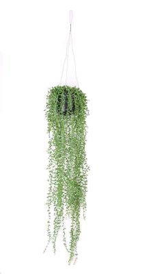 Kunst hangplant