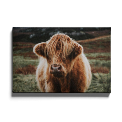 Walljar canvas schilderij - Schotse Hooglander