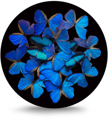 Rond schilderij aluminium Blauwe vlinders