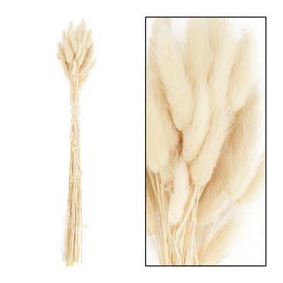 Lagurus droogbloem - set van 2 boeketten