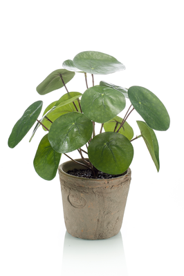 Kunst Pannenkoekplant in pot (2 stuks)