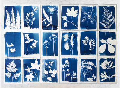 Botanopia Cyanotype Kit