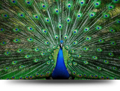 Canvas schilderij Pauw