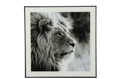 Schilderij leeuw wild life