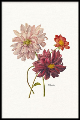 Walljar poster ingelijst - Dahlia
