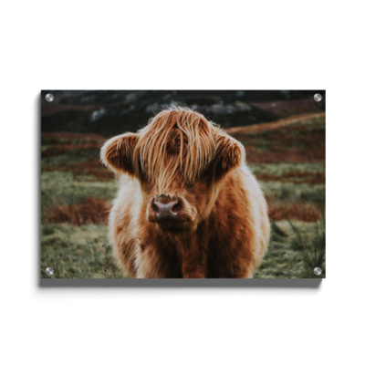 Walljar plexiglas schilderij - Schotse Hooglander