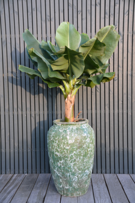 Plantenpot Ambang relic jade