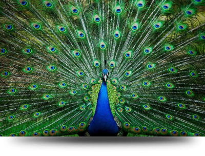 Canvas schilderij Pauw