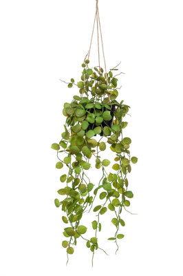 Kunst hangplant