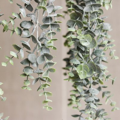 Kunst hangplant Eucalyptus
