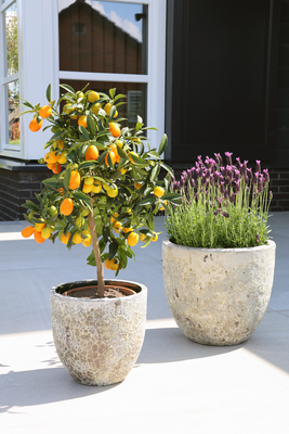Plantenpot Laki relic jade