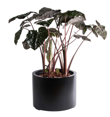 Plantenpot Maine zwart
