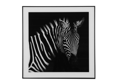 Schilderij zebra wild life